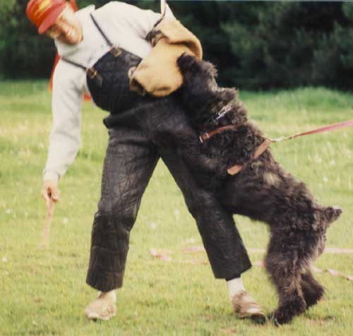 Bouvier IVAN XANDRA v CAYA'S HOME